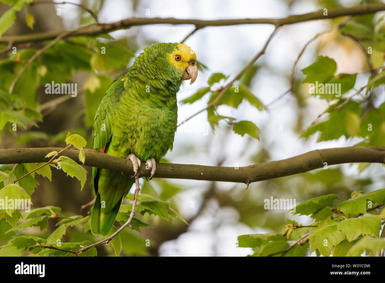 yellowcrowned amazon, yellowcrowned parrot, Gelbkopfamazone (Amazona oratrix Stock Photo Alamy