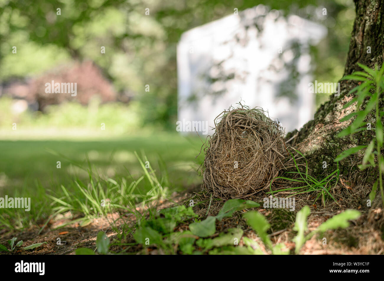 Empty Nesters: Bird Nests in the Arb – Cowling Arboretum