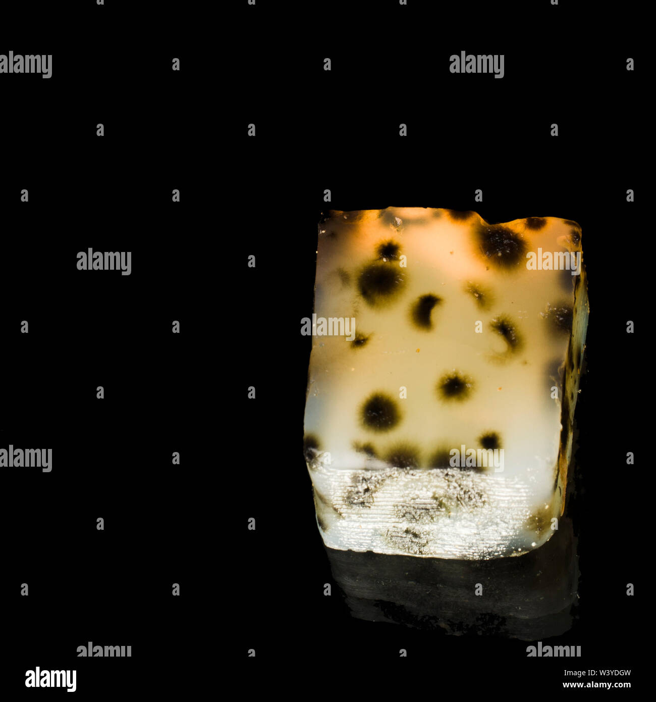 Agar Jelly Square with Fungus on Black Background Stock Photo