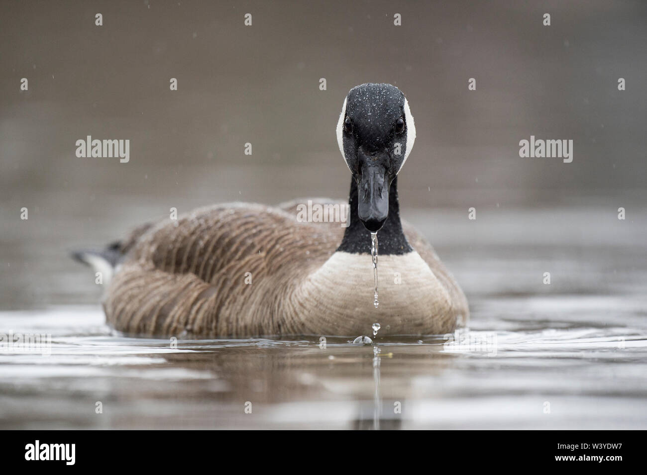 A Canada Goose swims in water with water drops falling from its