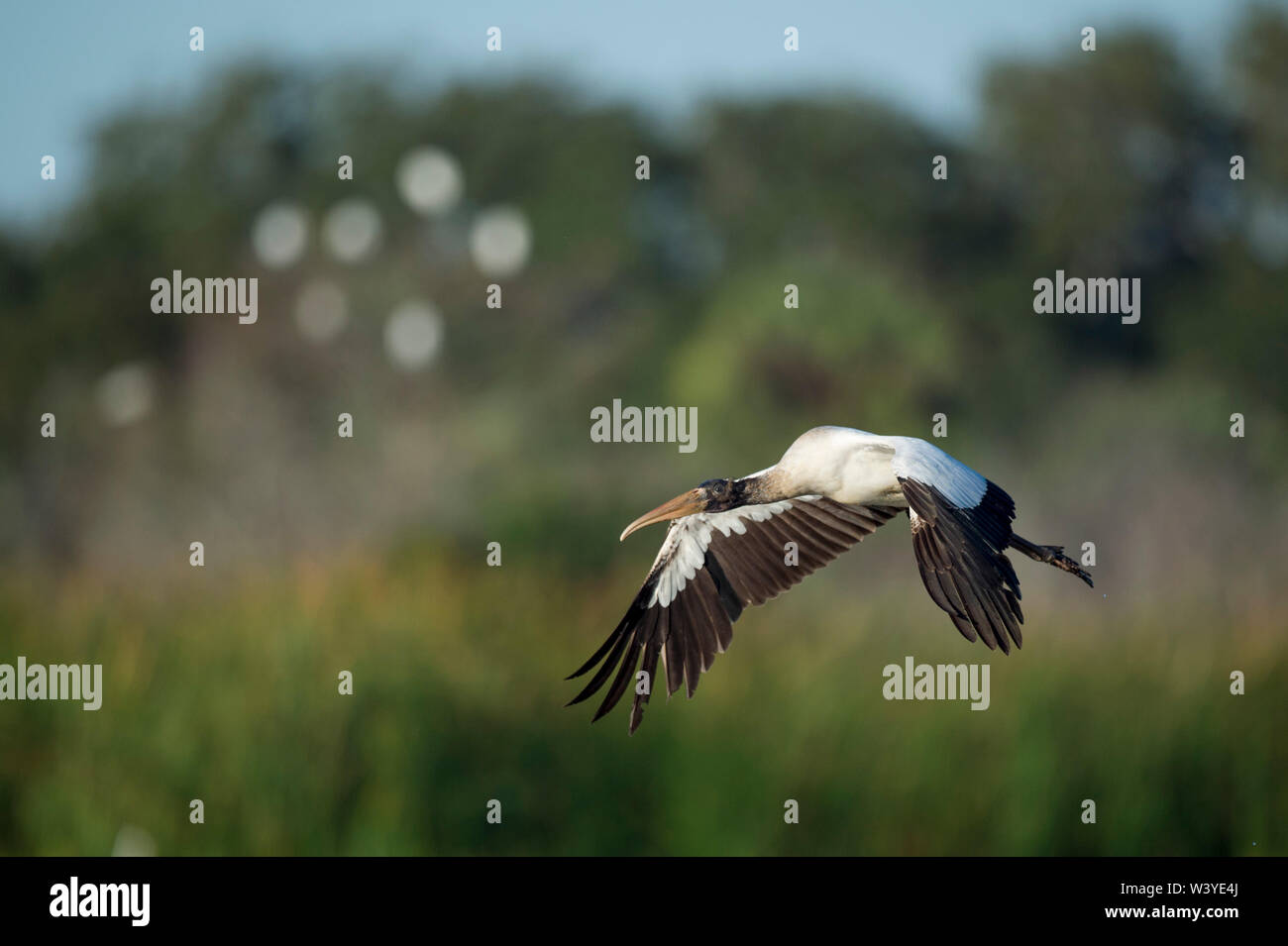 A juvenile Wood Stork flies in front of green grasses and trees in the bright sunlight. Stock Photo