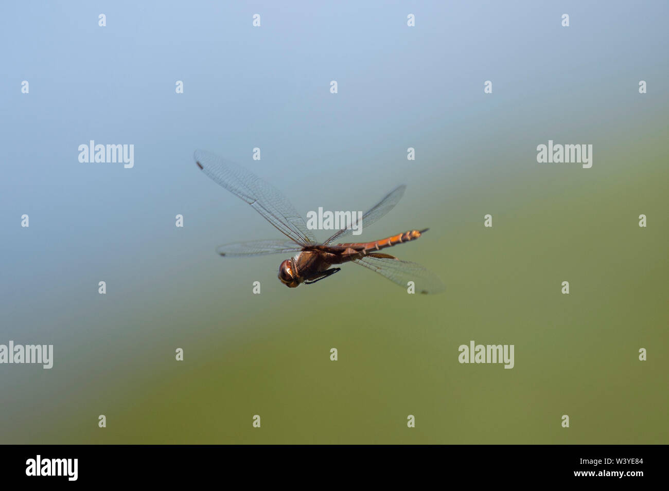 A large dragonfly hovers in the air with its wings spread with a smooth ...