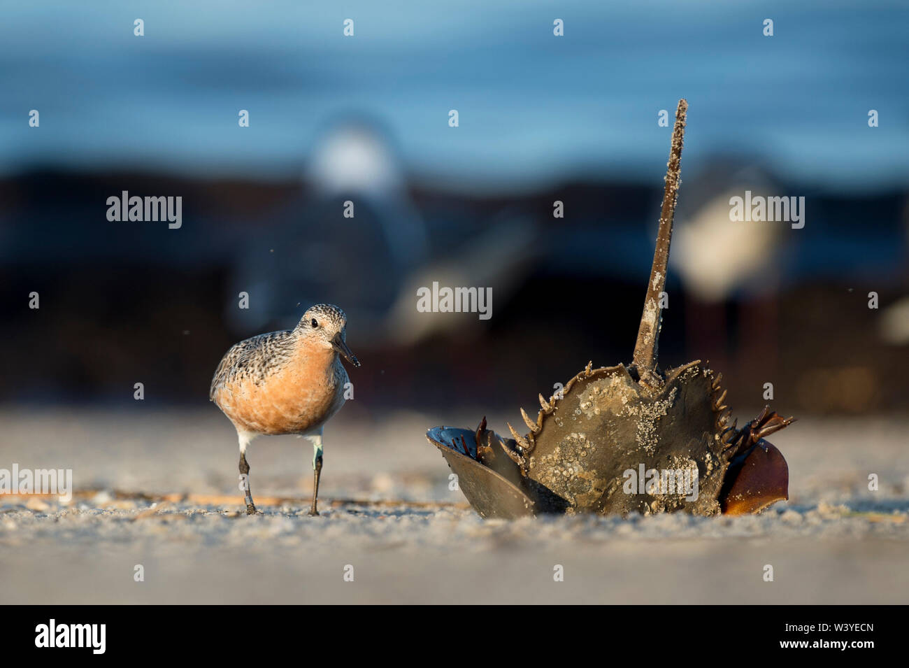 Tail Crab Hi res Stock Photography And Images Alamy tail-crab-hi-res-stock-photography-and-images-alamy