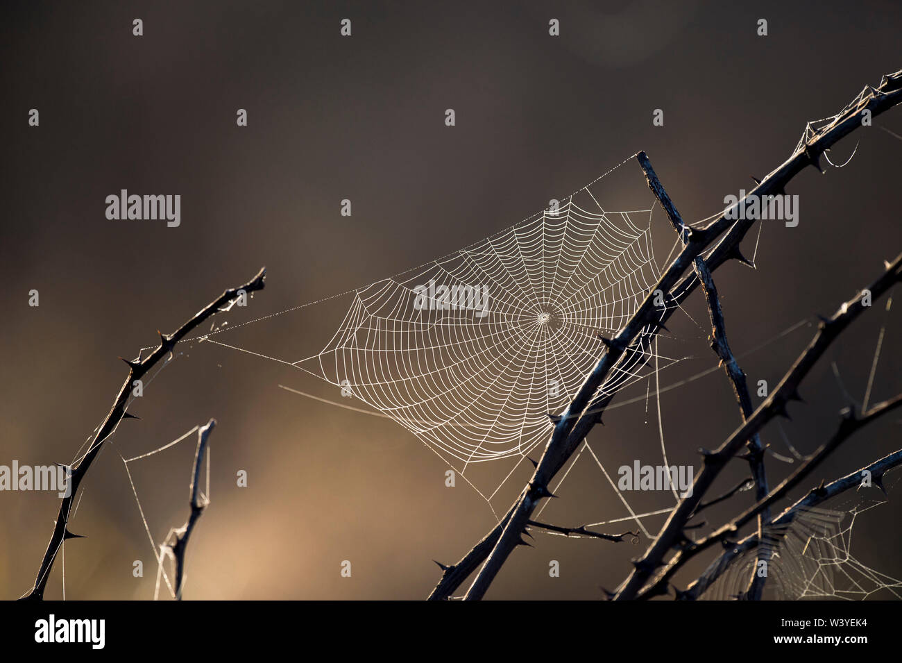 A spider web glows in the early morning sunlight against a dark brown and orange background with thorny branches around it. Stock Photo