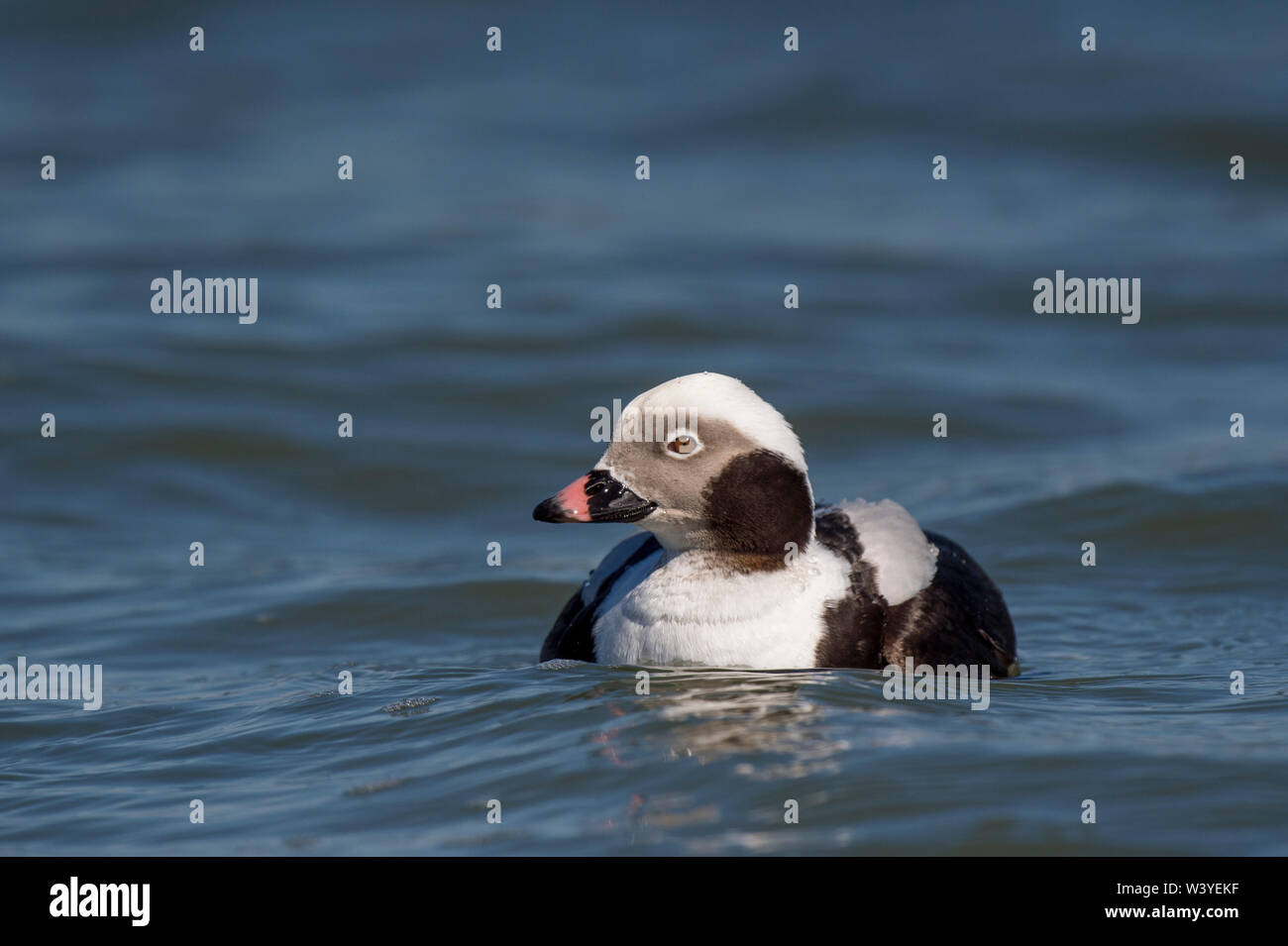 Long tailed duck male drake hi-res stock photography and images - Alamy