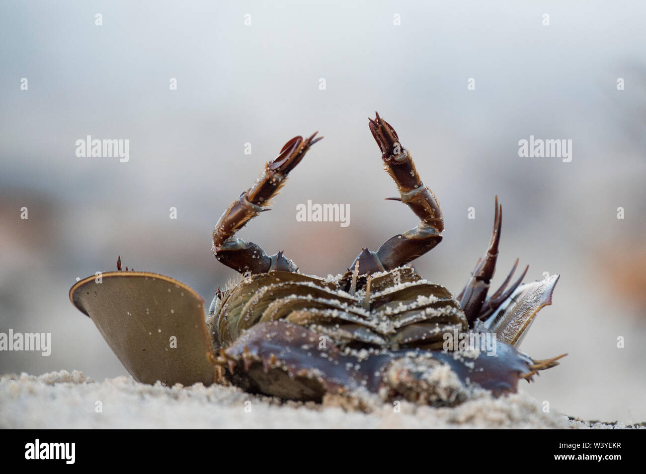 A dead horseshoe crab lays upsidedown on the light sand beach Stock