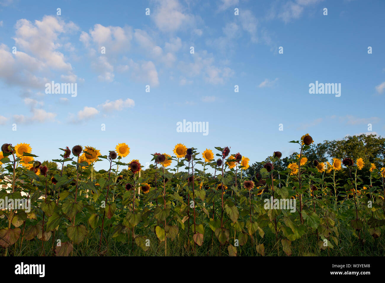 A row of bright yellow sunflowers face the sun with a blue sky and puffy white clouds. Stock Photo
