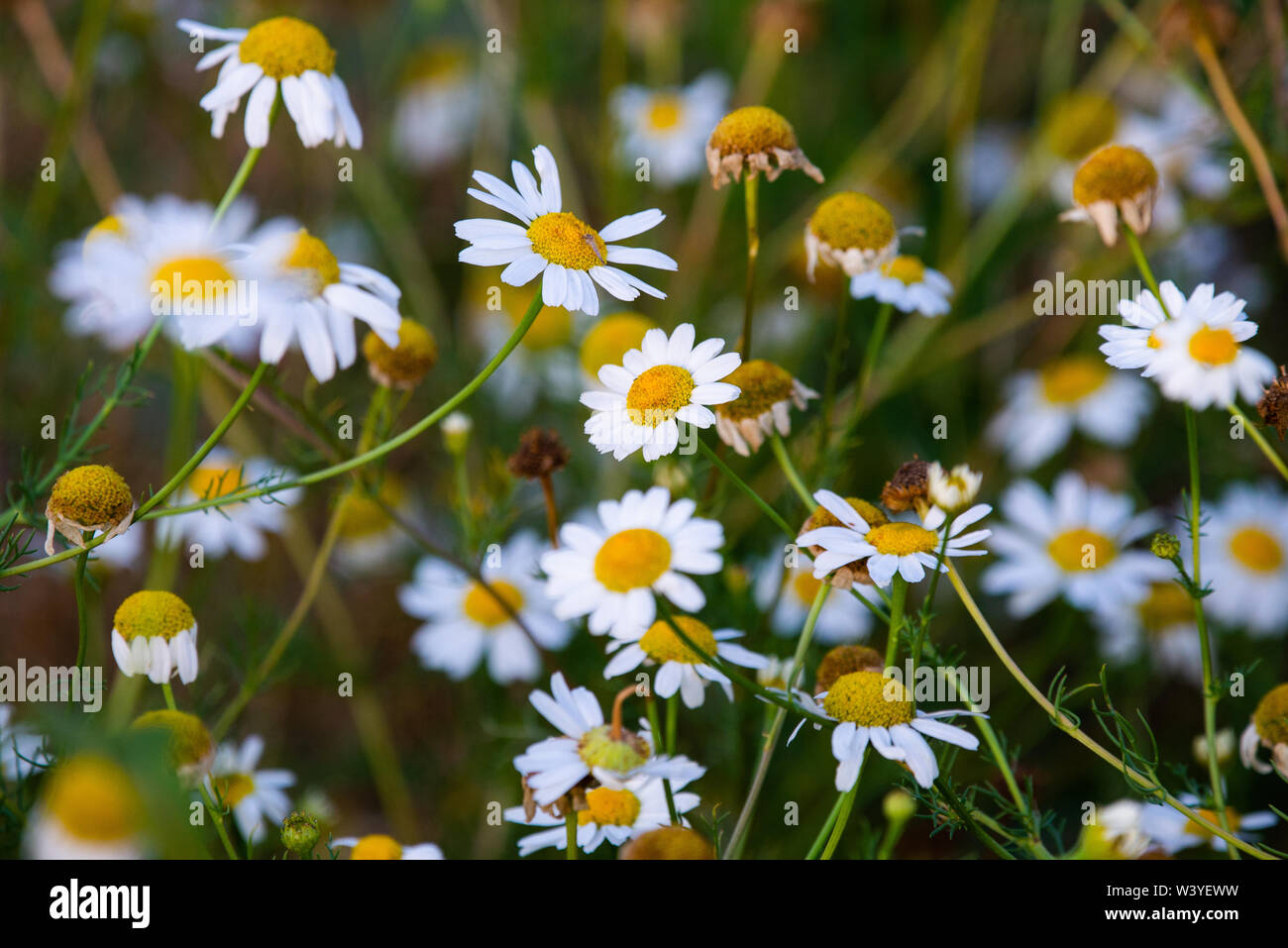 White daisies in a chamomile field. Photo of nature Stock Photo - Alamy