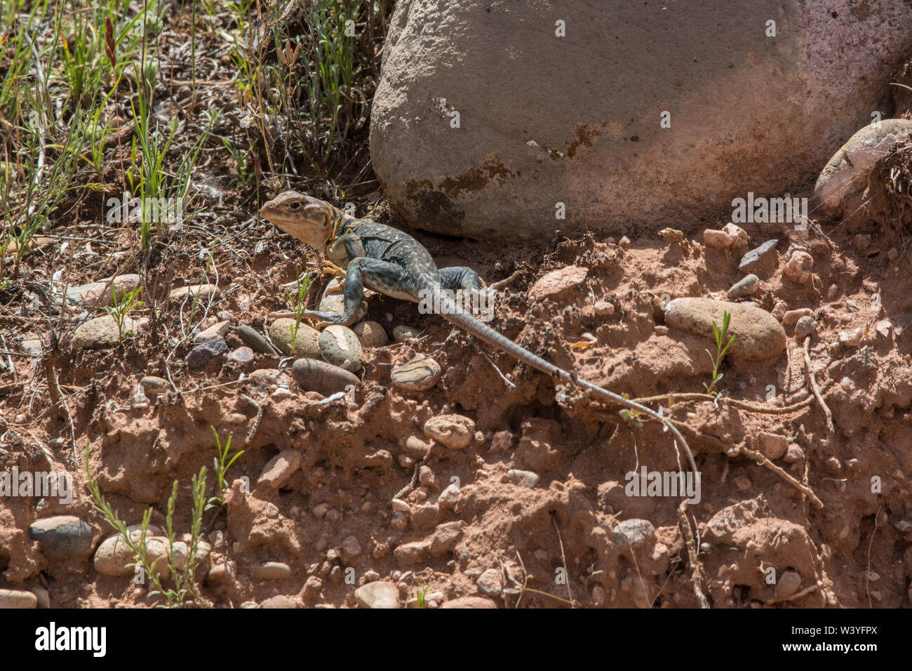 Eastern Collared Lizard (Crotaphytus collaris) from Mesa County