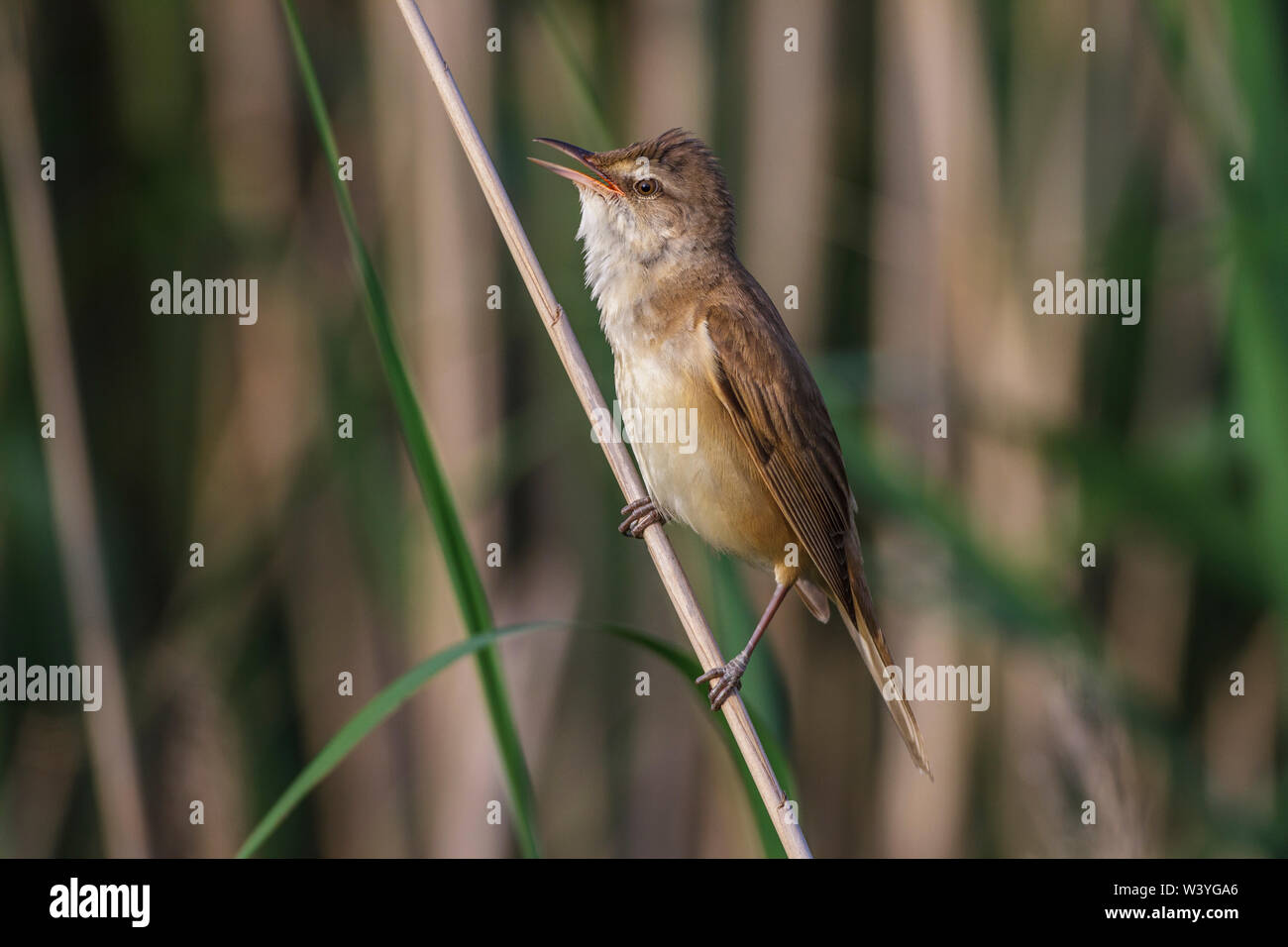 Great reed warbler, Drosselrohrsänger (Acrocephalus arundinaceus) Stock Photo