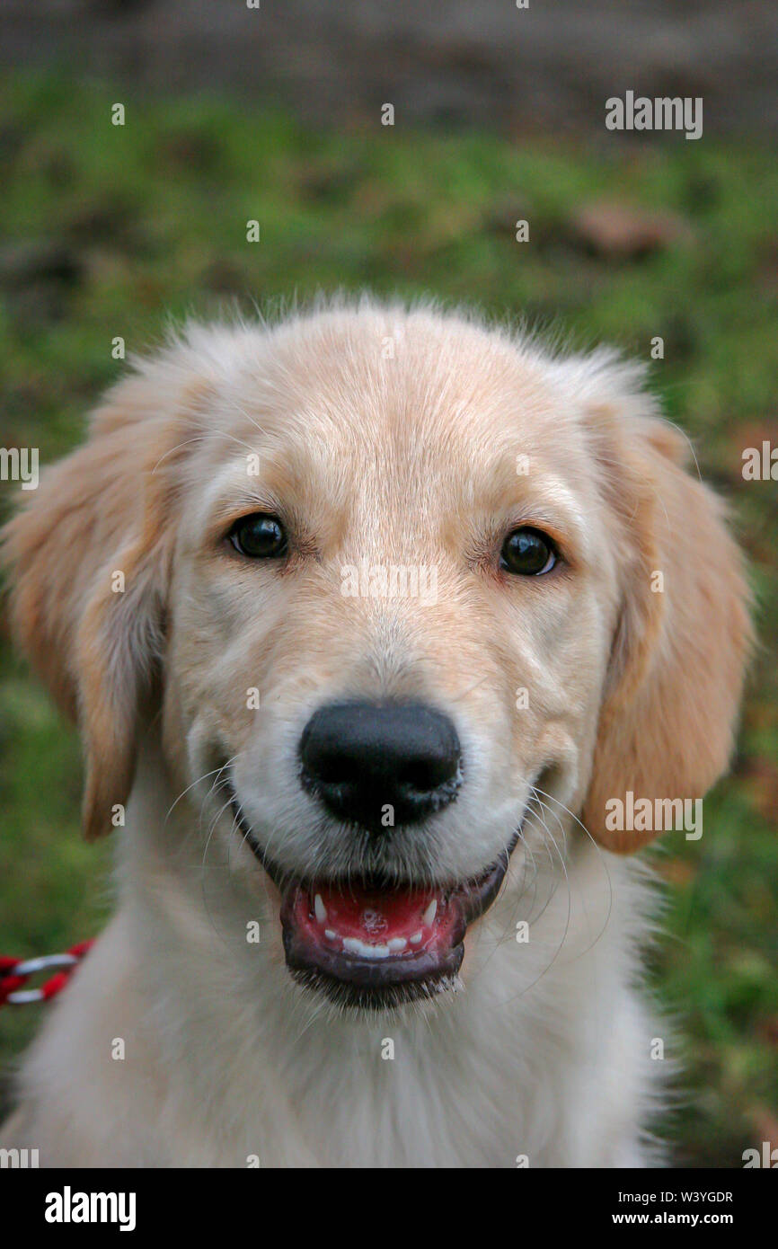 Why Is My Dogs Mouth Hanging Open