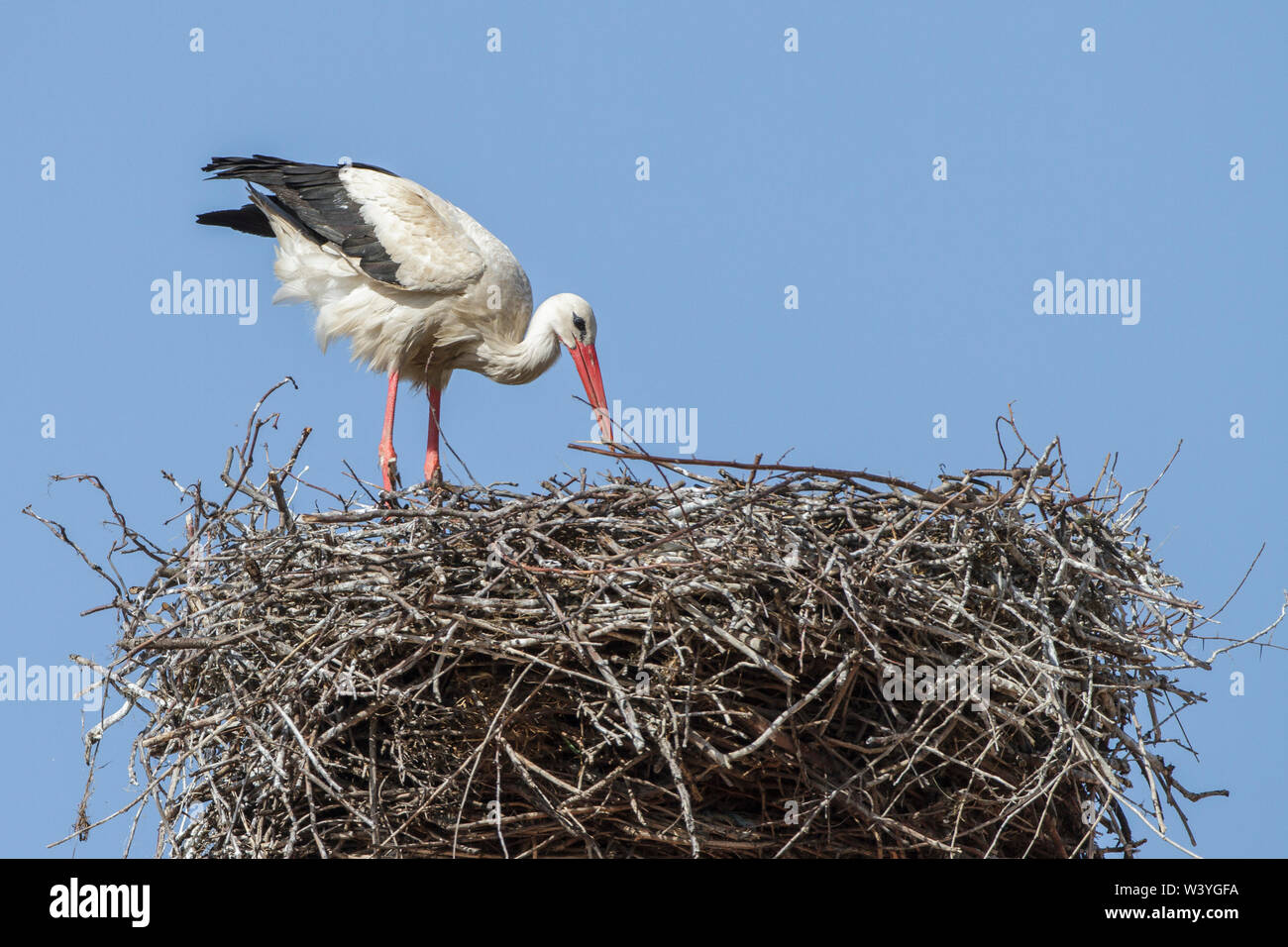 white stork, Weißstorch (Ciconia ciconia) Stock Photo