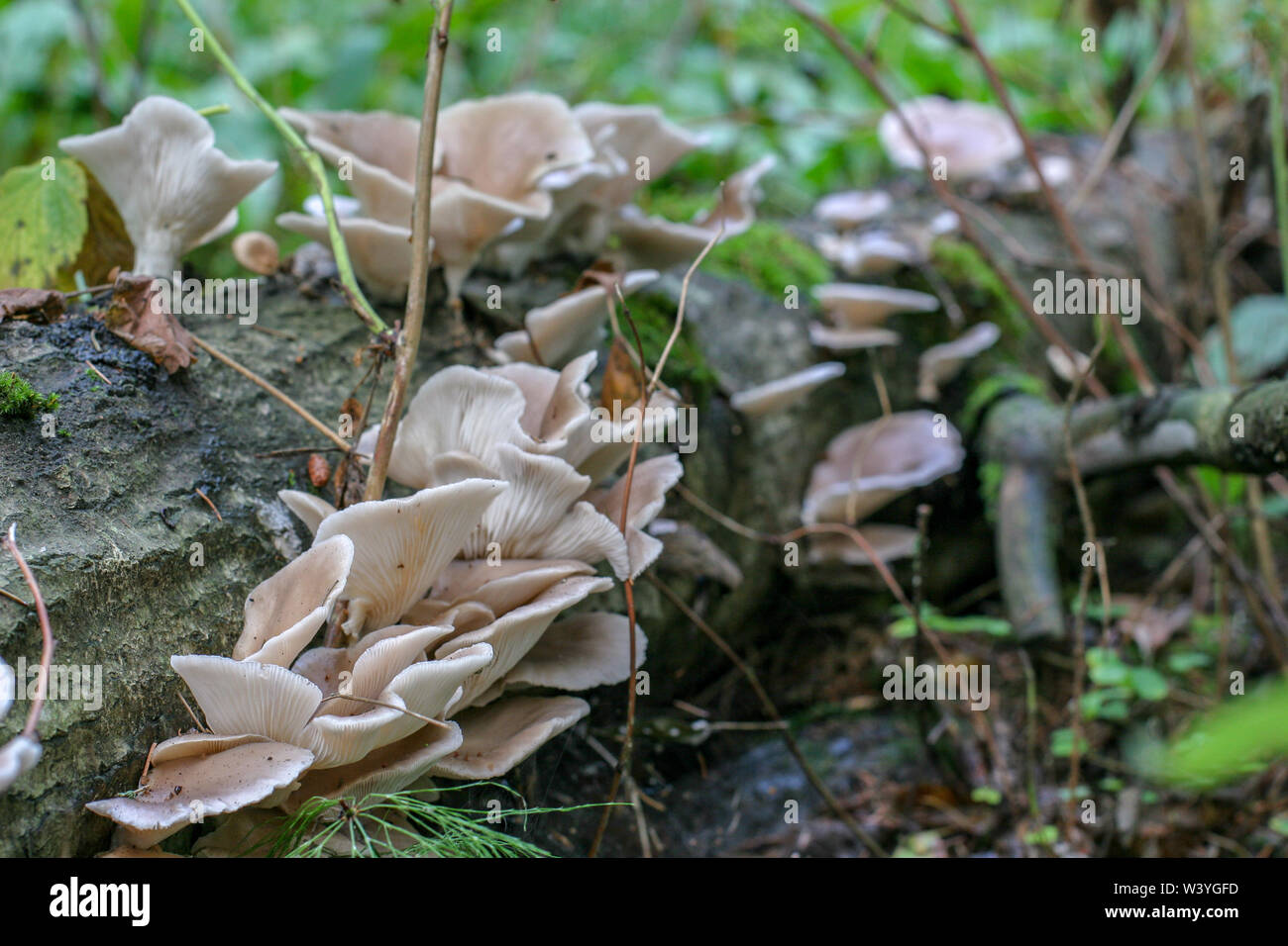 Lying tree overgrown with clusters of mushrooms. Light brown mushrooms. Focus on front mushrooms. Blurred background. Stock Photo