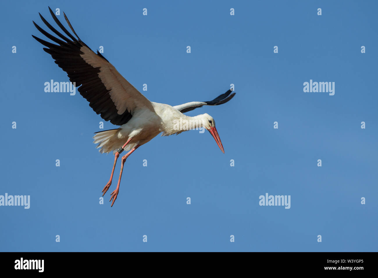 white stork, Weißstorch (Ciconia ciconia) Stock Photo