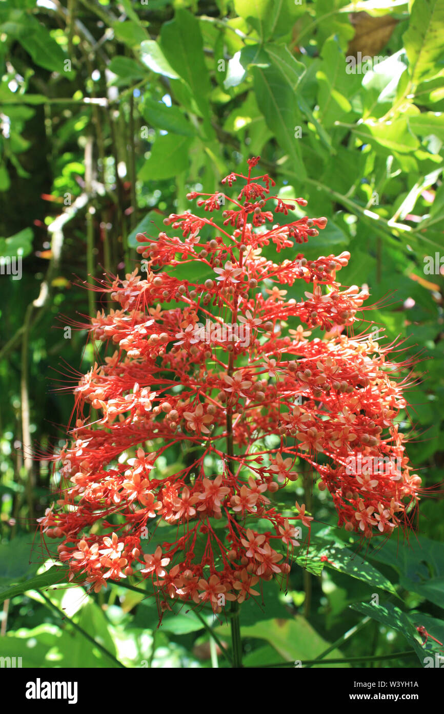 Close up of a Pagoda flower, Clerodendrum paniculatum, in full bloom in Hawaii, USA Stock Photo