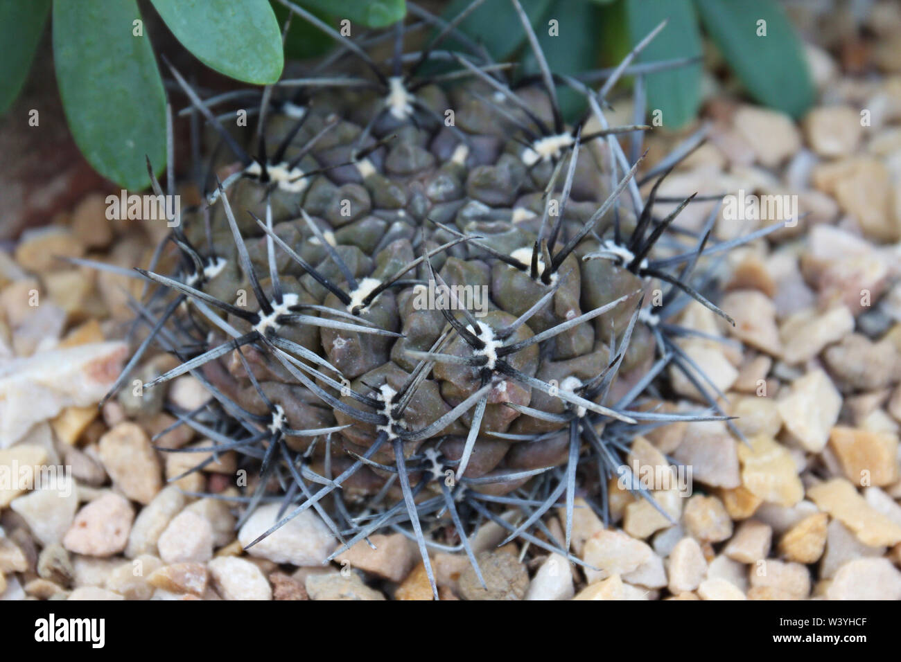 Close up of a Black Knight Cactus, Copiapoa tenuissima in a rock garden Stock Photo