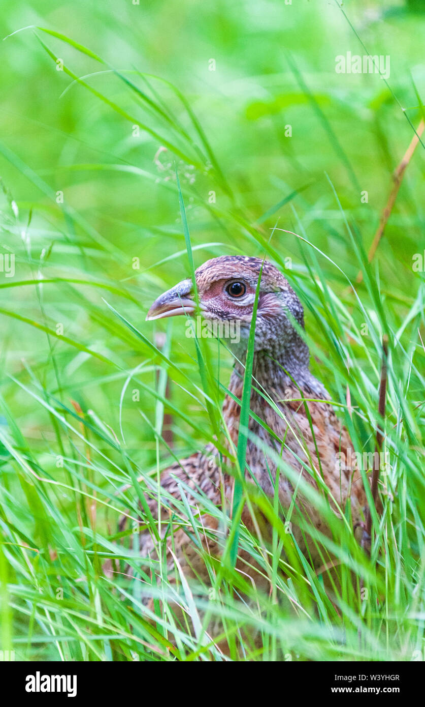 Seven week old young pheasants (Phasianus colchicus) often called poults, which have just been released into a gamekeeper's release pen Stock Photo