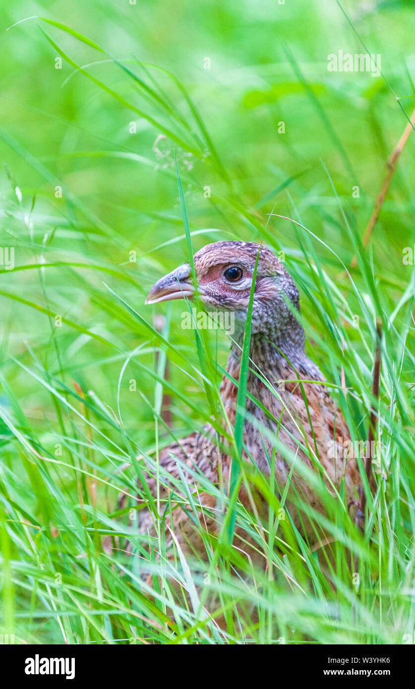 Seven week old young pheasants (Phasianus colchicus) often called poults, which have just been released into a gamekeeper's release pen Stock Photo