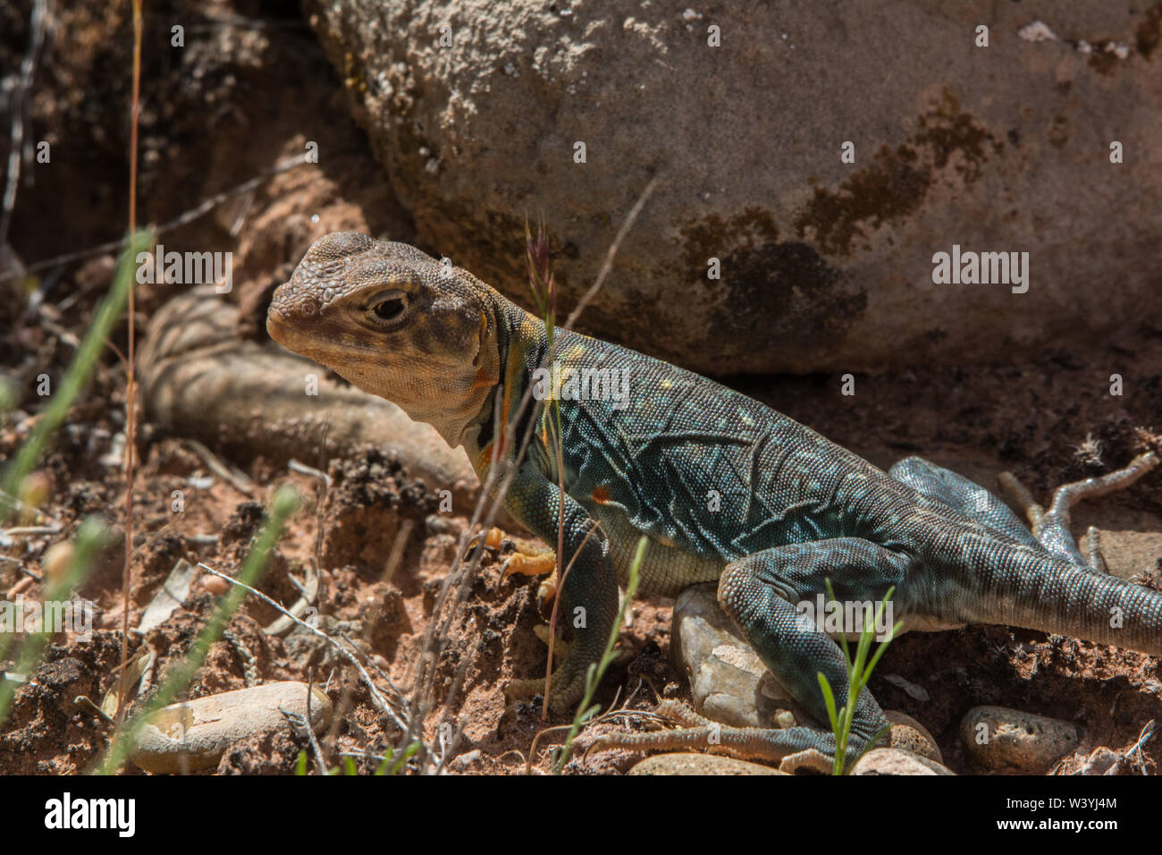 Eastern Collared Lizard (Crotaphytus collaris) from Mesa County