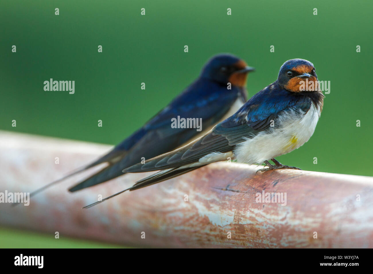 Barn swallow, Rauchschwalben (Hirundo rustica) Stock Photo