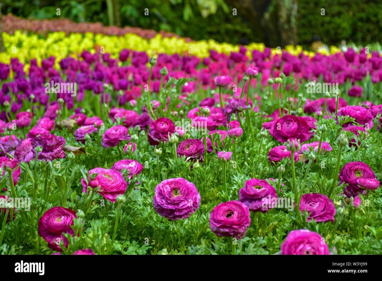 Colorful tulips in the gardens of Chiang Rai, Thailand Exhibit for tourists to visit Is a family retreat In warm weather Stock Photo