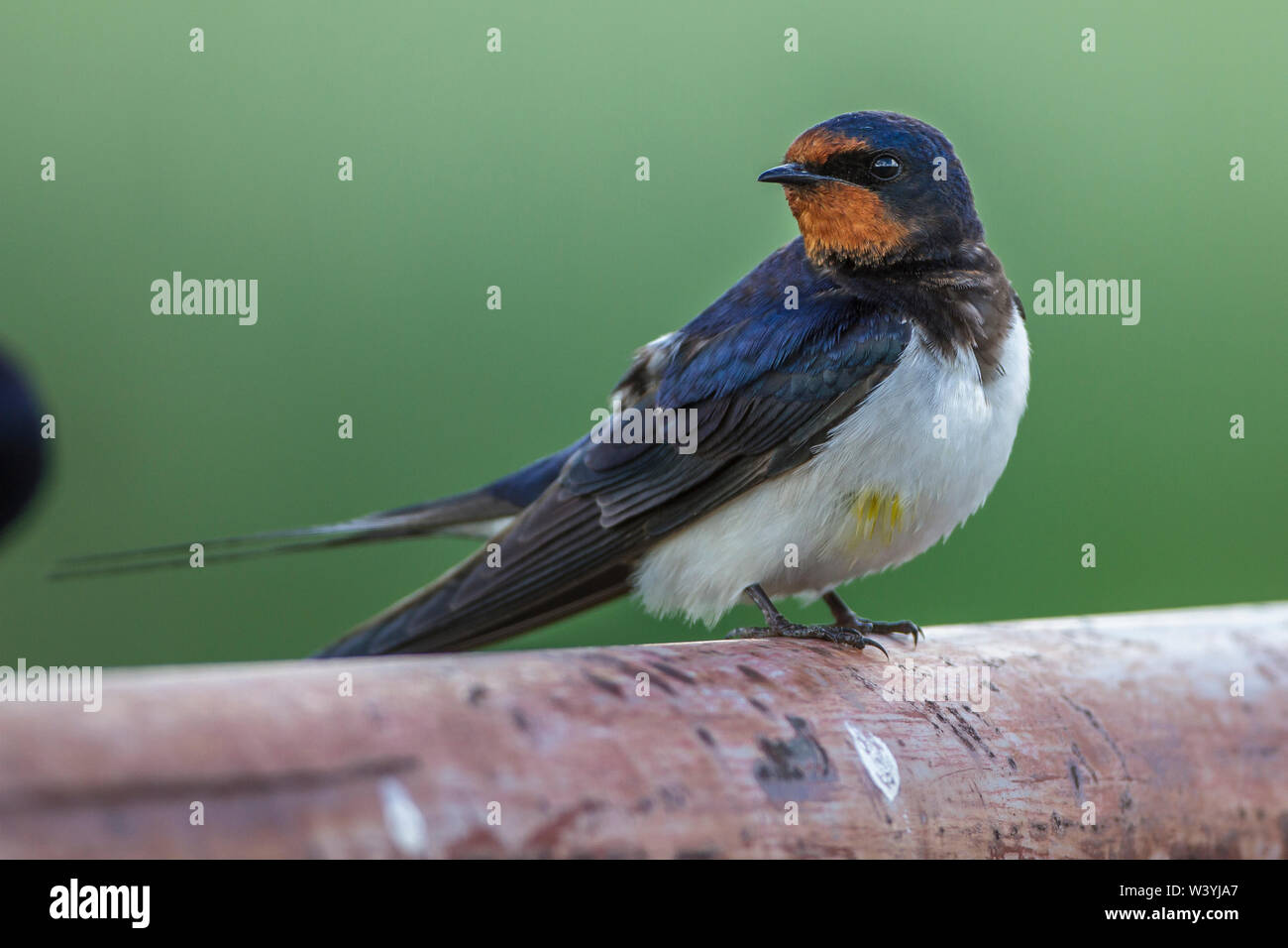 Barn swallow, Rauchschwalbe (Hirundo rustica) Stock Photo