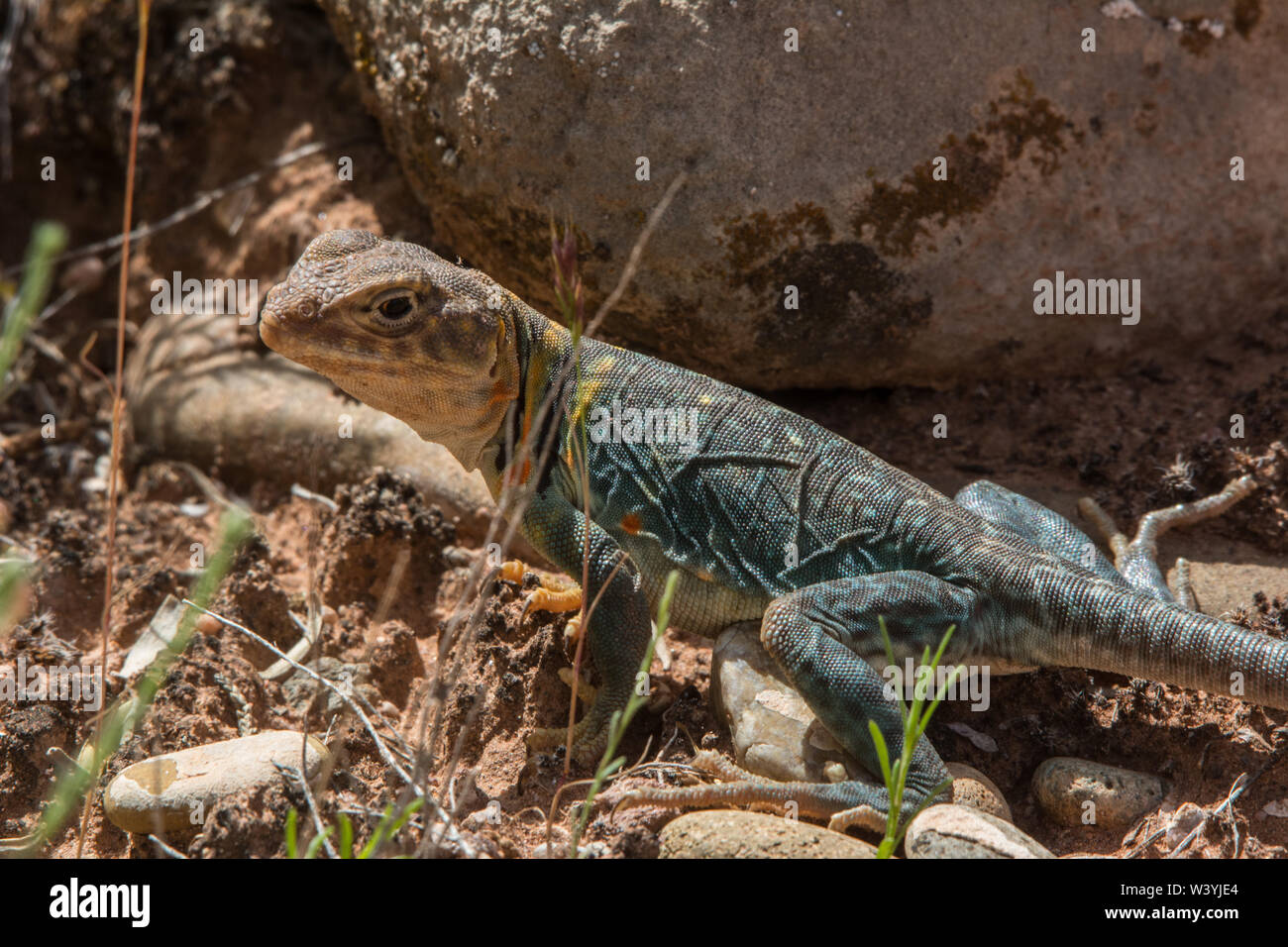 Blue Collared Lizard Hi-res Stock Photography And Images - Alamy