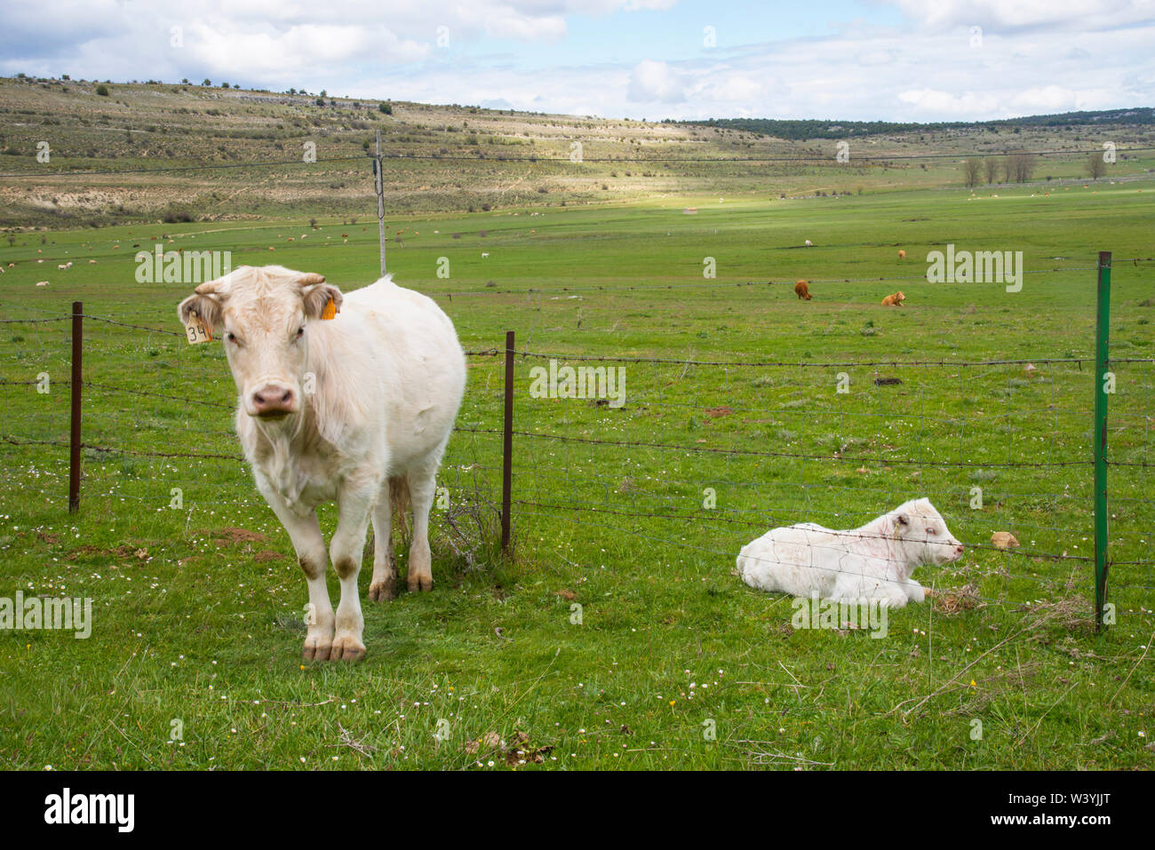Cow and her calf in a meadow. Galve de Sorbe, Guadalajara province, Castilla La Mancha, Spain. Stock Photo
