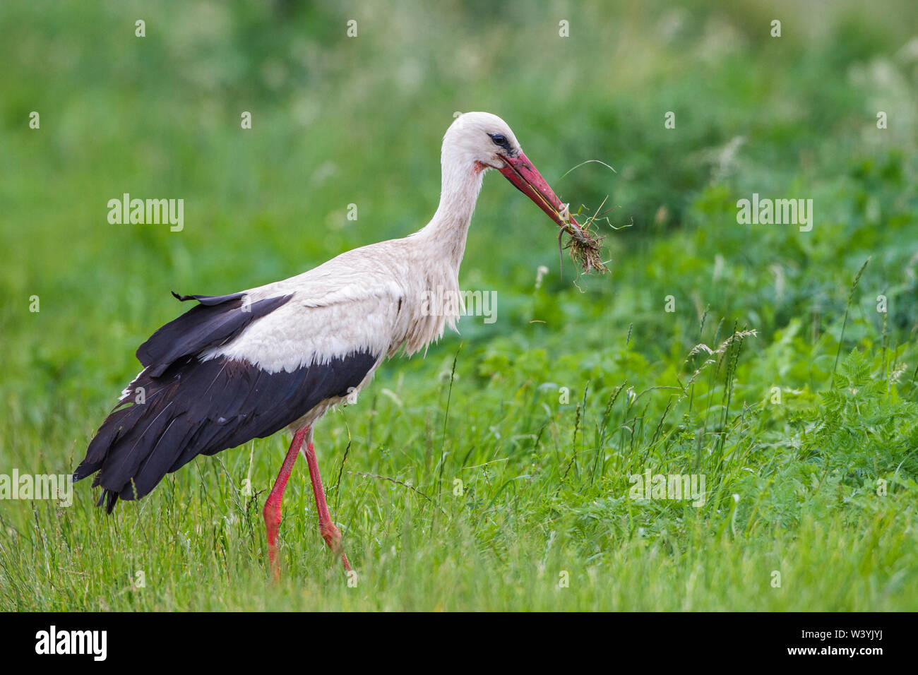 white stork, Weißstorch (Ciconia ciconia) mit Zauneidechse Stock Photo