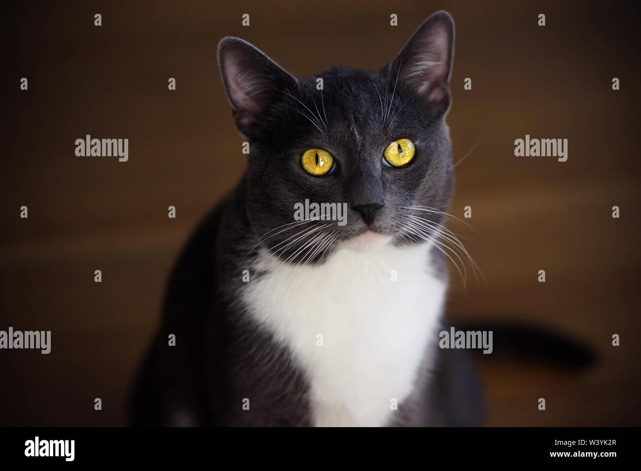Beautiful gray house cat with bright yellow eyes and white spot on his