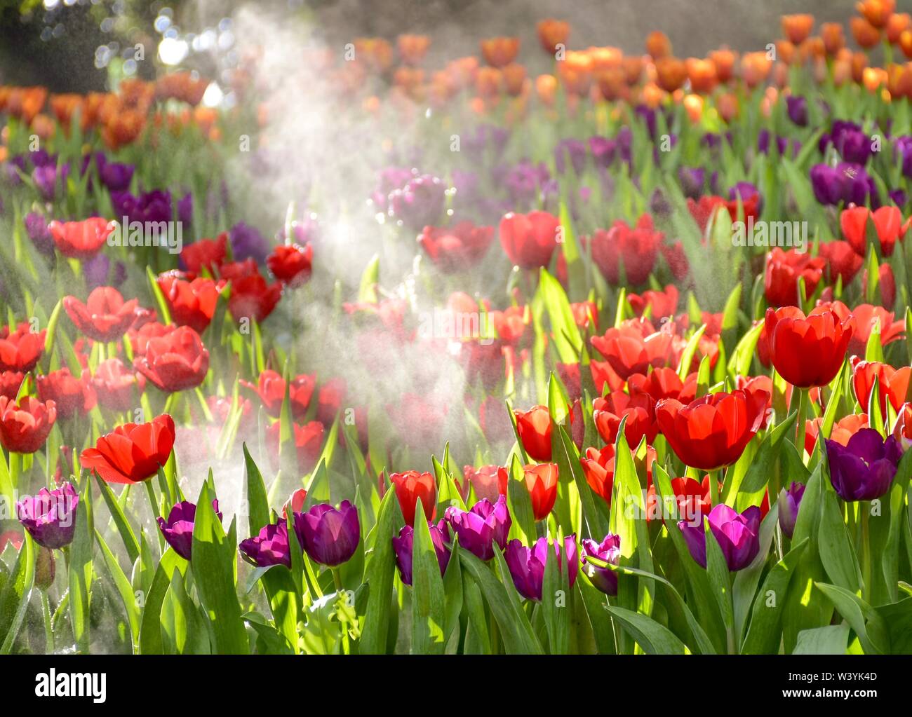 Colorful tulips in the gardens of Chiang Rai, Thailand Exhibit for tourists to visit Is a family retreat In warm weather Stock Photo