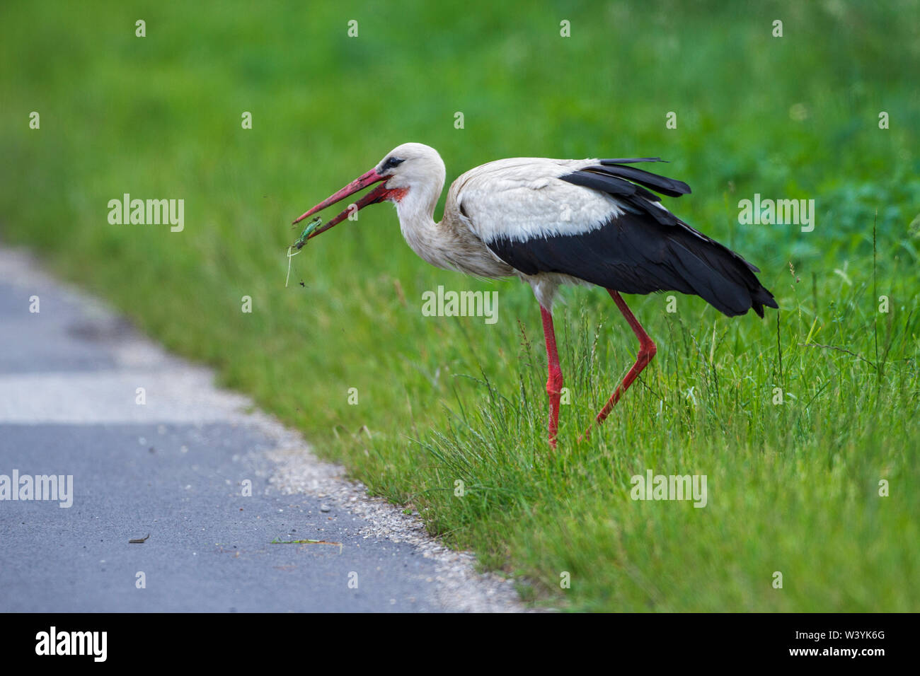 white stork, Weißstorch (Ciconia ciconia) mit Zauneidechse Stock Photo