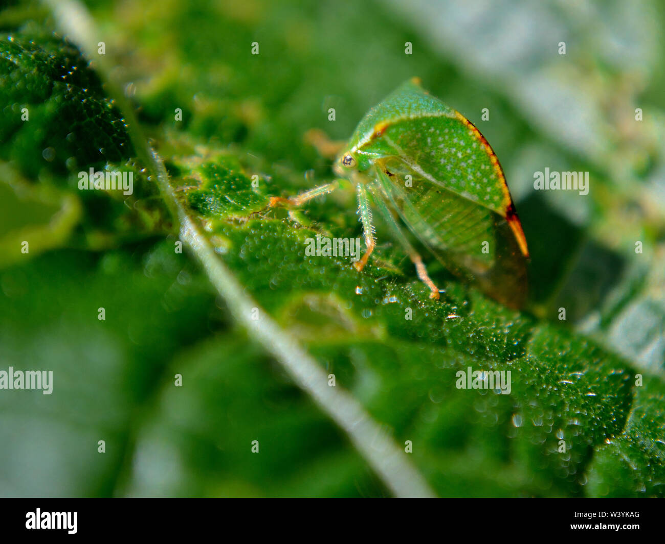 Buffalo treehopper on a bean leaf, Stictocephala bisonia Stock Photo ...