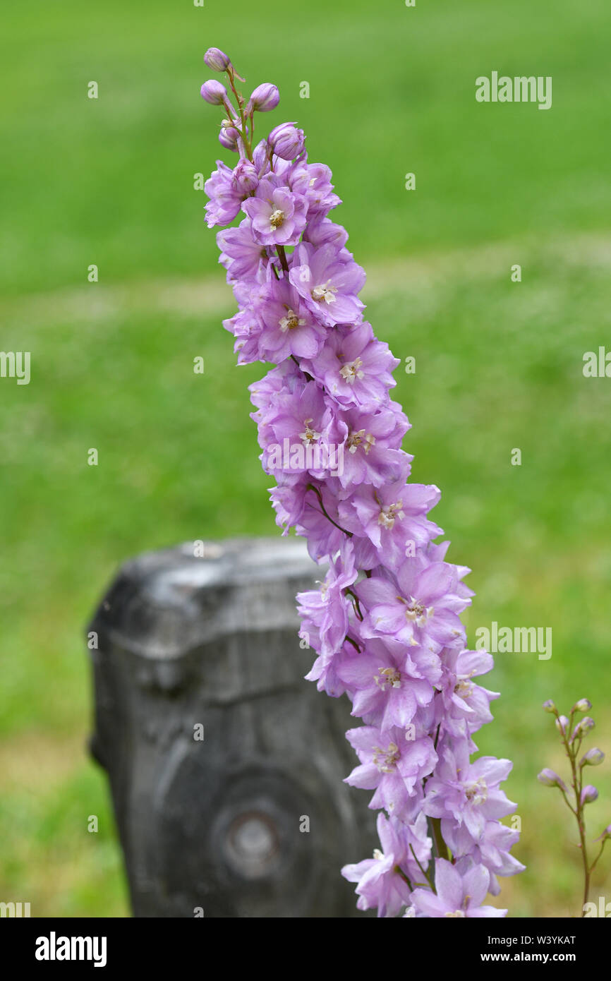 lupin flowers in a garden near Lappago (BZ) South Tyrol, Italy. Stock Photo