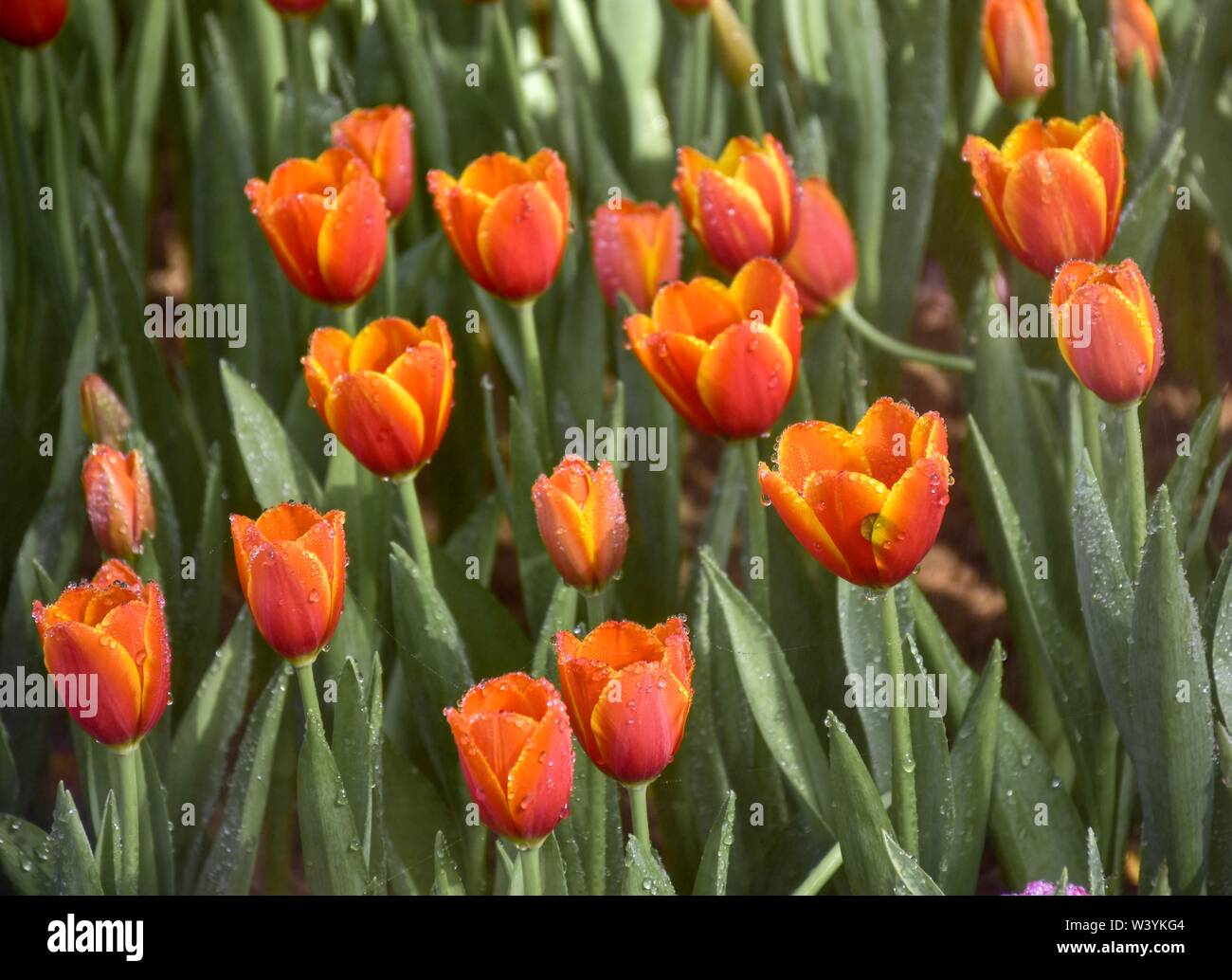 Colorful tulips in the gardens of Chiang Rai, Thailand Exhibit for tourists to visit Is a family retreat In warm weather Stock Photo