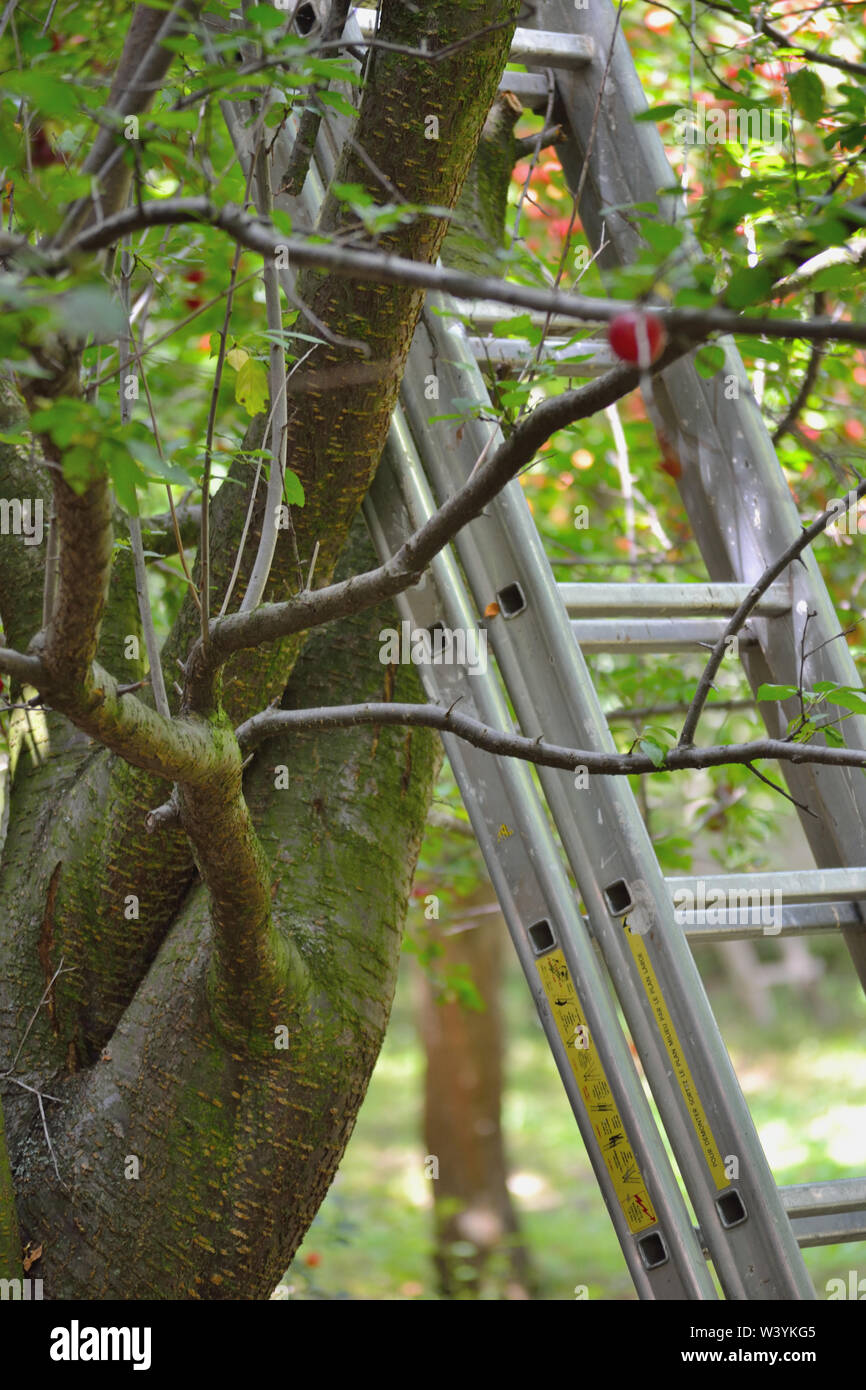 Aluminum ladder leaning against plum tree Stock Photo