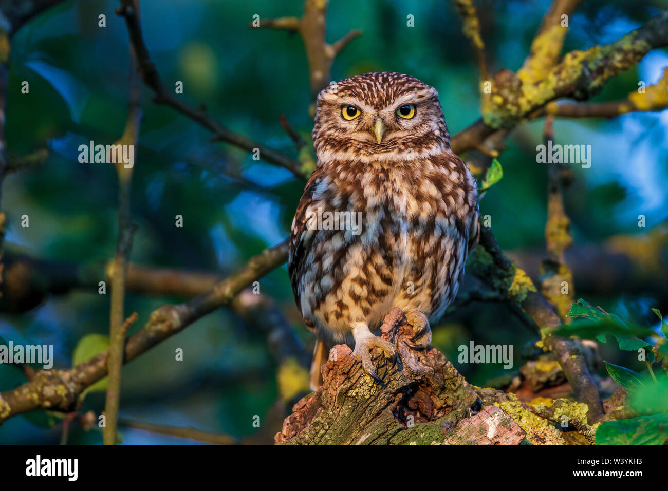 Little owl, Steinkauz (Athene noctua) Stock Photo