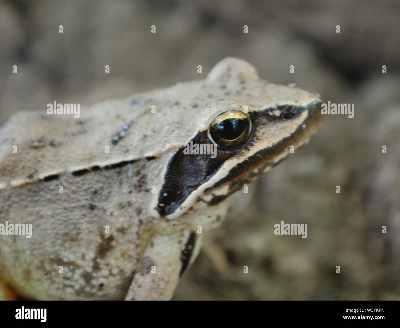 Frog photography hi-res stock photography and images - Alamy