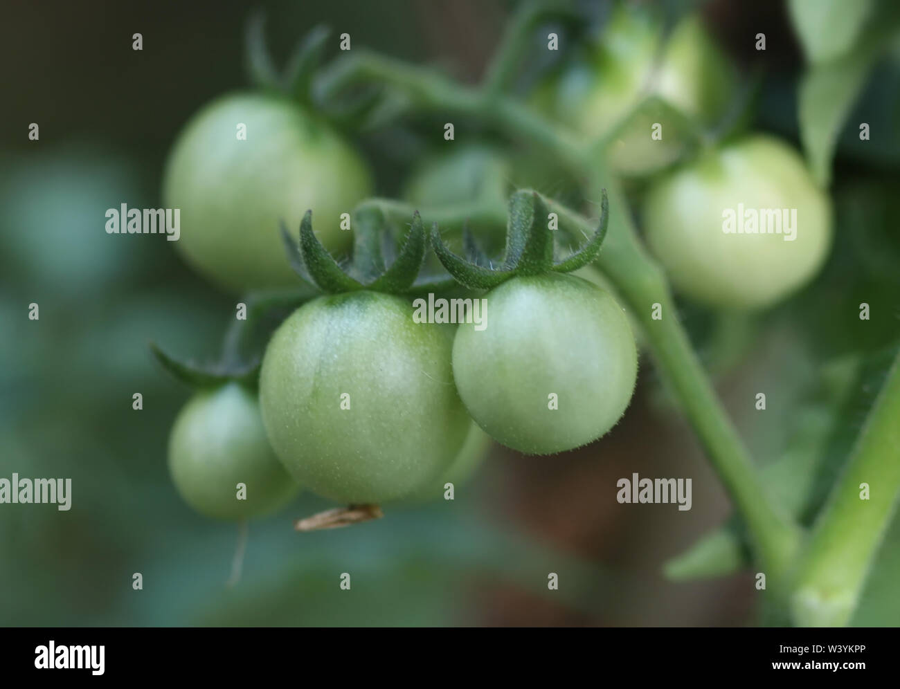 Green tomato on the vine Stock Photo - Alamy