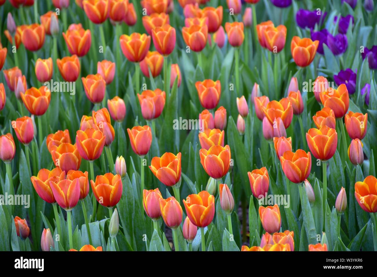 Colorful tulips in the gardens of Chiang Rai, Thailand Exhibit for tourists to visit Is a family retreat In warm weather Stock Photo