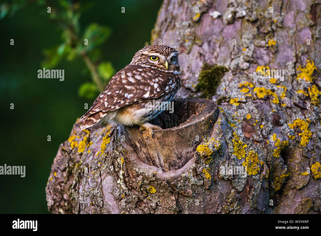 Little owl, Steinkauz (Athene noctua) an seiner Höhle Stock Photo
