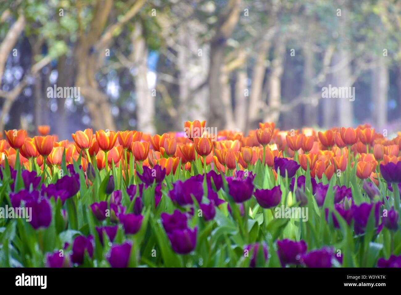 Colorful tulips in the gardens of Chiang Rai, Thailand Exhibit for tourists to visit Is a family retreat In warm weather Stock Photo