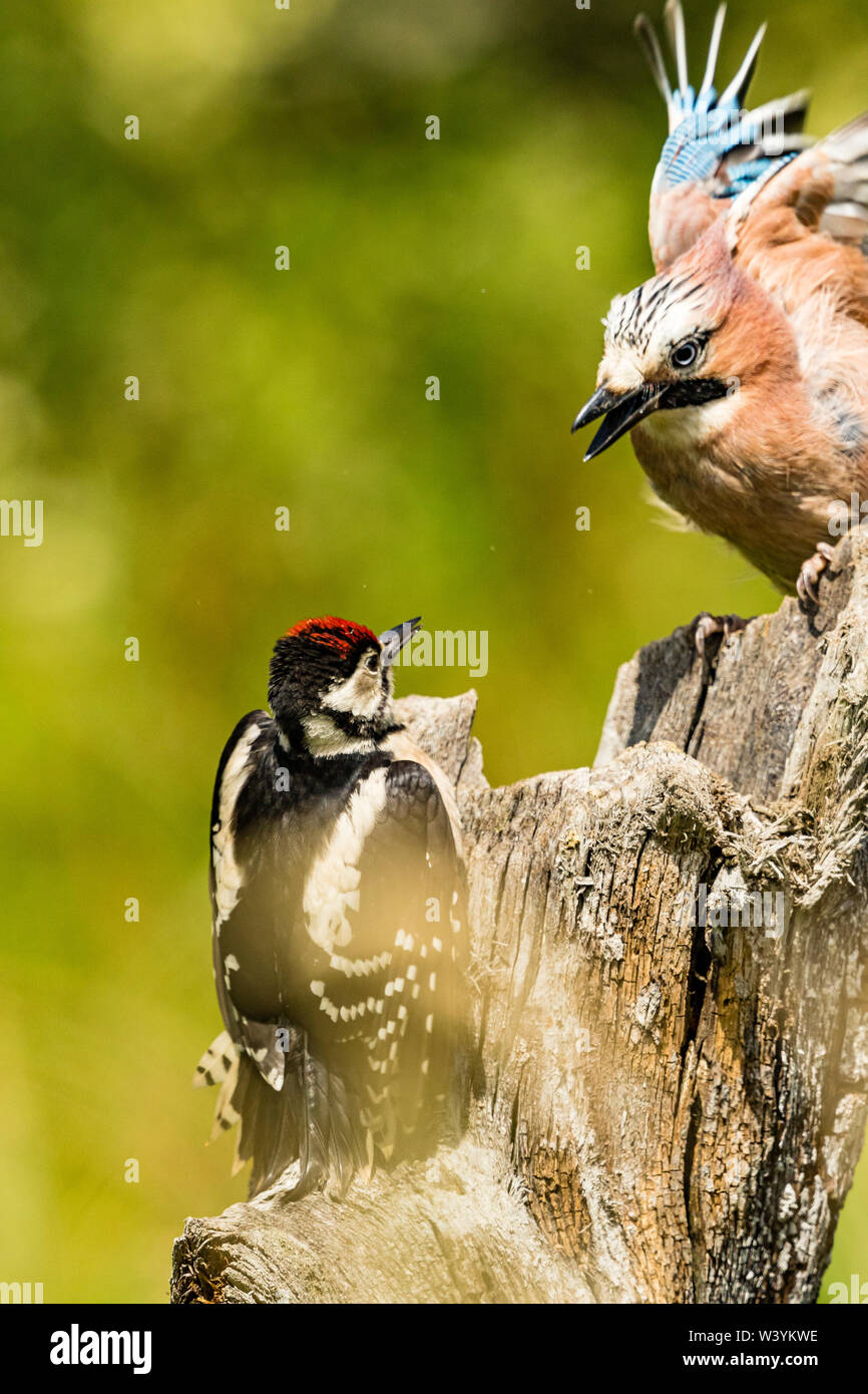 A juvenile great-spotted woodpecker and a jay are fighting by a tree stump in mid Wales sunshine. Stock Photo