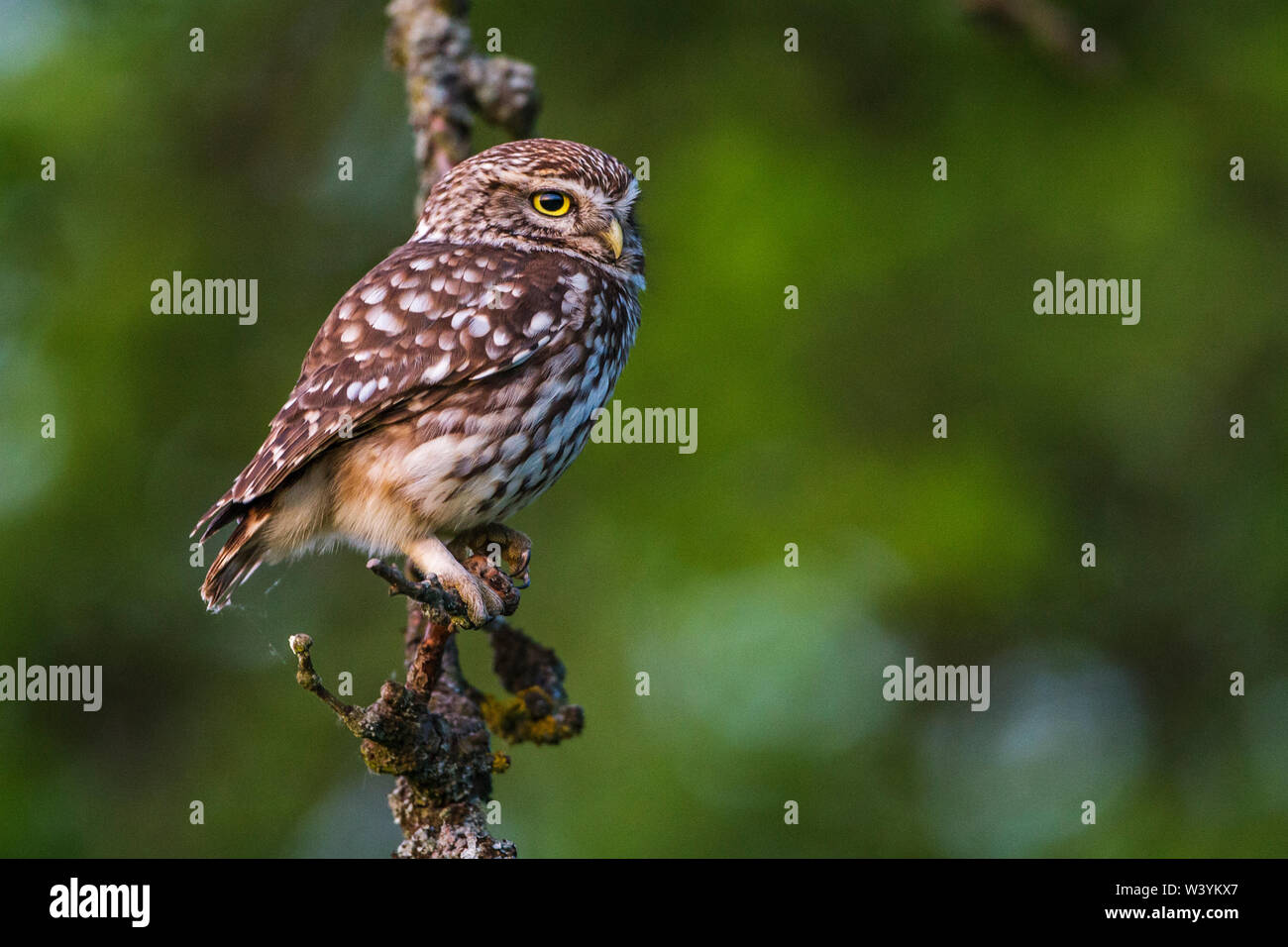 Little owl, Steinkauz (Athene noctua) Stock Photo