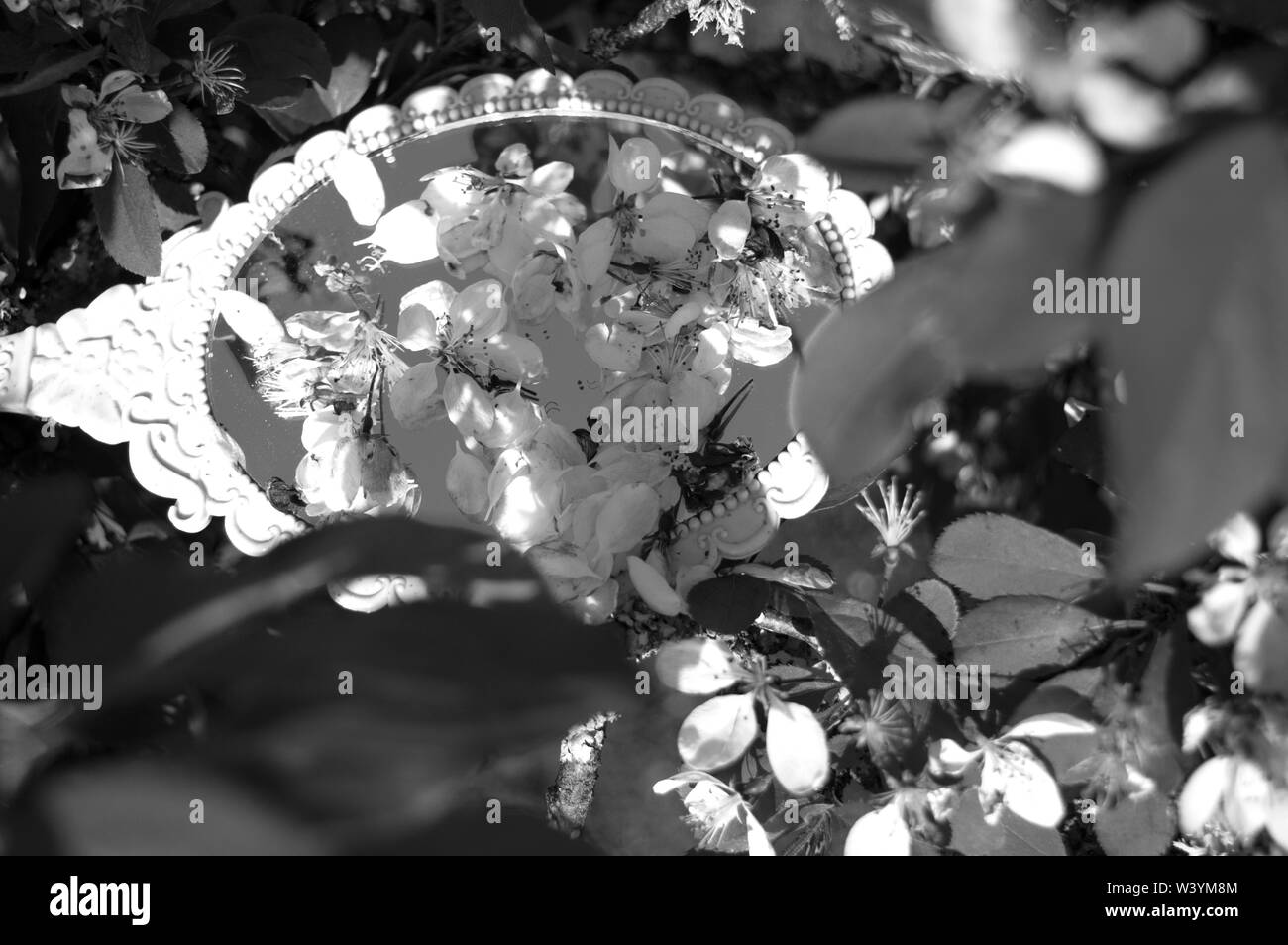 An image of a hand held mirror in a blossom tree Stock Photo