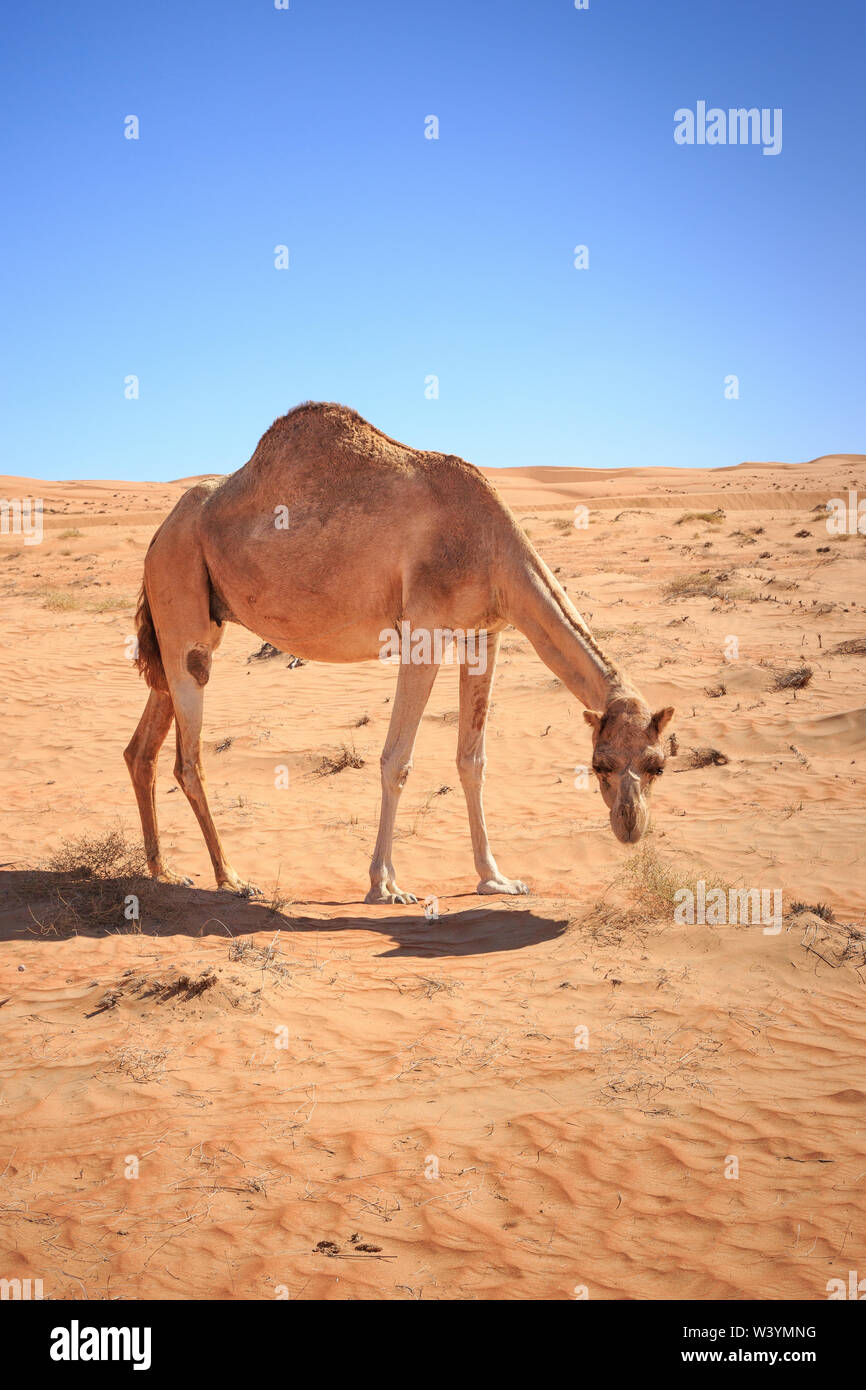 The Wahiba desert in Oman Stock Photo
