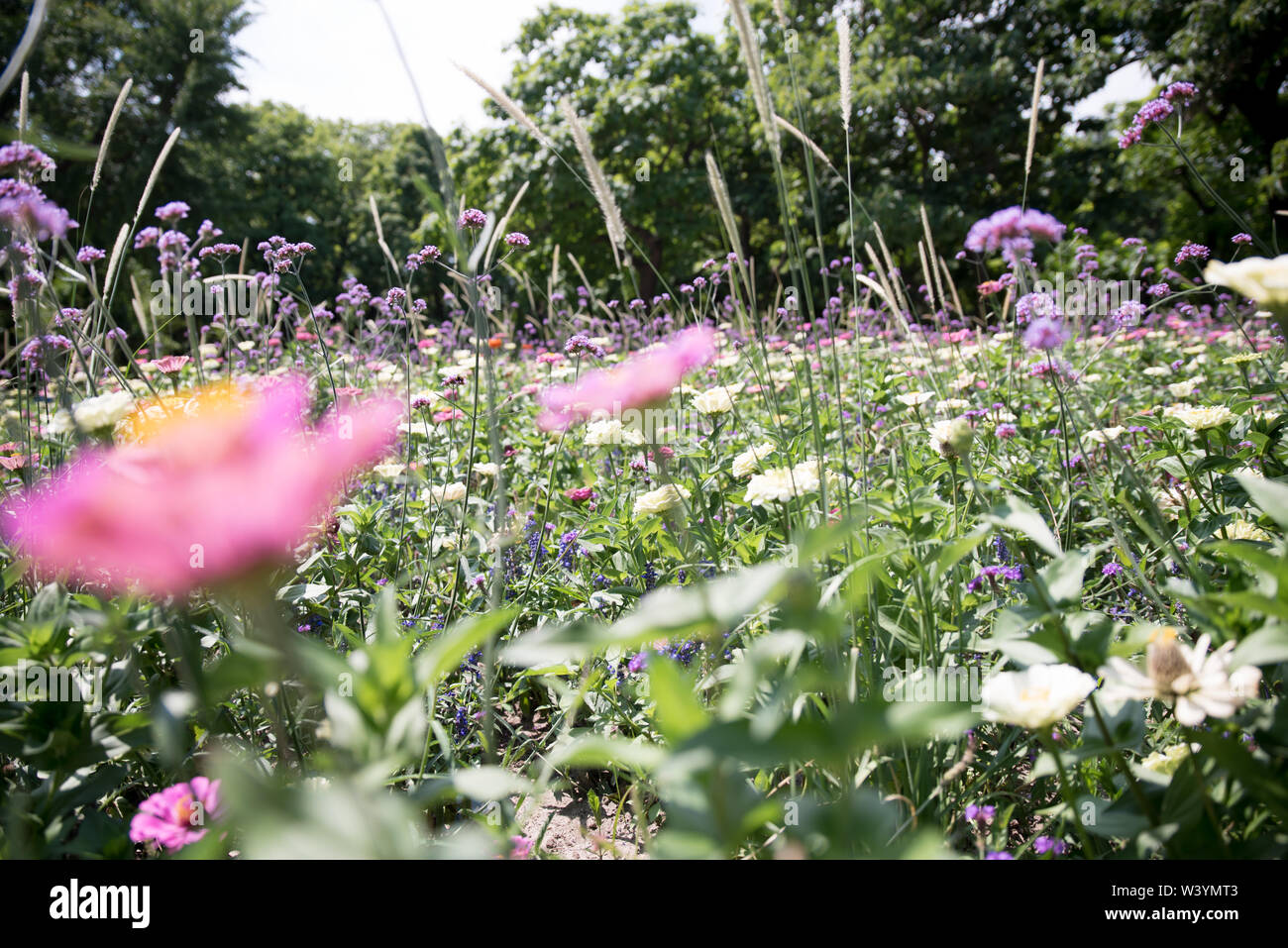 Beautiful meadow with wildflowers in a park Stock Photo - Alamy
