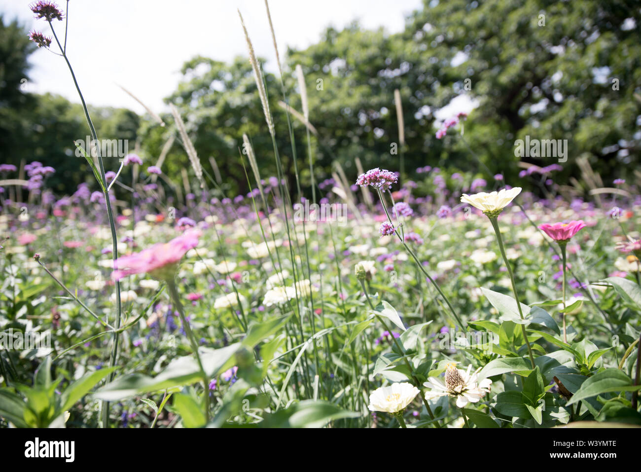 Beautiful meadow with wildflowers in a park Stock Photo - Alamy