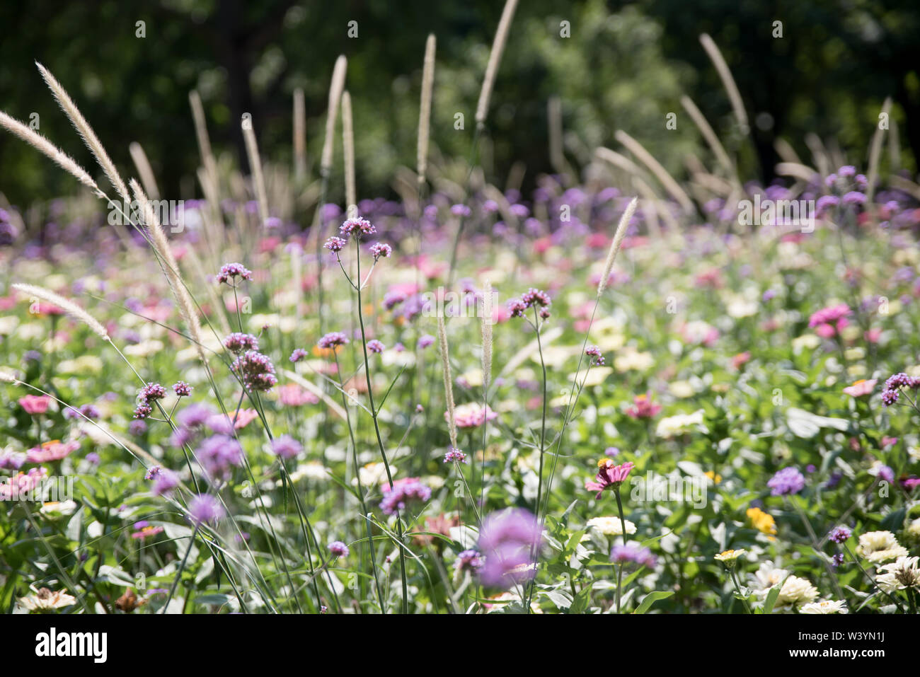 Wildflowers grass hi-res stock photography and images - Alamy