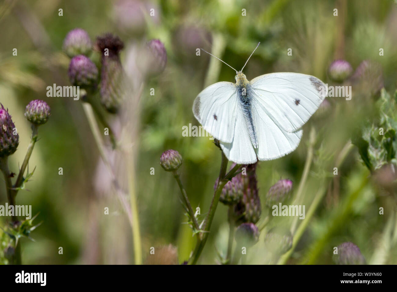 Small white male (Artogeia rapae) dark wing tips and a spot on each forewing. Perched on thistles in mid summer. Stock Photo